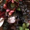 Rust Red Sunflower Front Door Wreath
