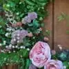 Blush Rose Sedum Spring Wreath _close up