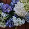 Hydrangea Heaven Designer Real Touch Wreath Hydrangea Heaven Designer Real Touch Wreath with Blushing Bride, Mophead, Limelight and Endless Summer Blooms